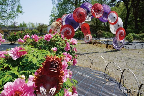 須賀川市の花の季節がやってきたッピ！