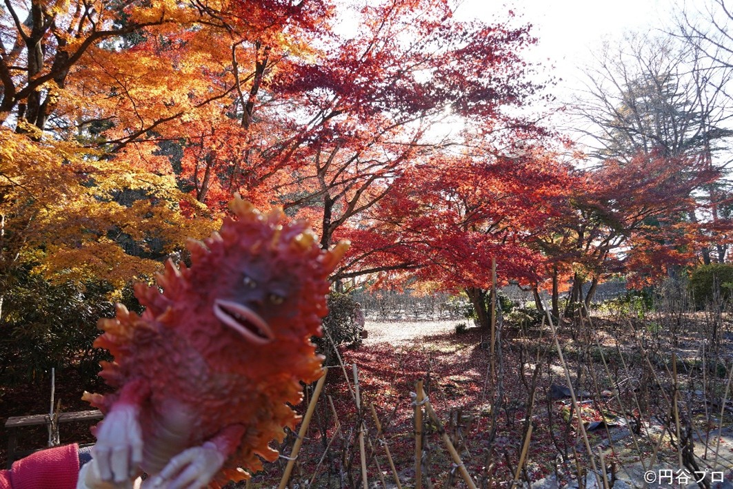 もうすぐ冬！？須賀川の紅葉散策だッピ！牡丹園編