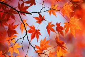 autumn-leaves_00009
