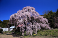 横田陣屋の桜画像1