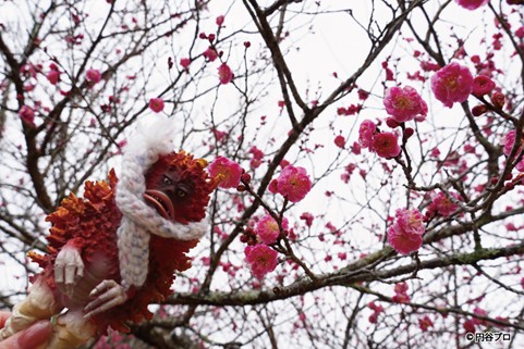 そろそろ春の気配！？梅の花が咲き始めたッピ！