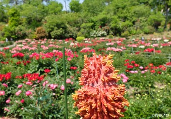 色とりどりの春の花を楽しんできたッピ！